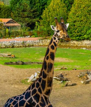 closeup of the face of a giraffe, popular zoo animal, endangered animal specie from Africa