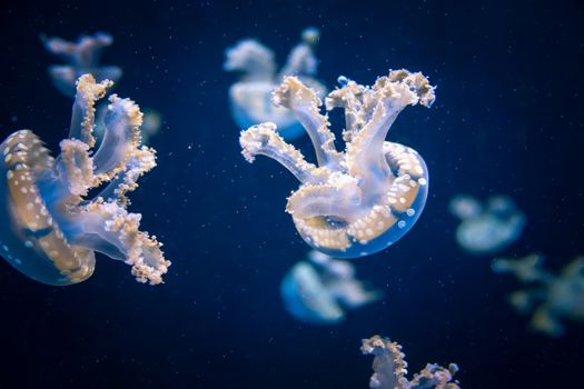 Beautiful white jellyfish moving in the dark water, glowing with neon light