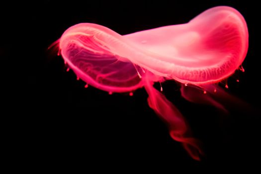 Beautiful jellyfish moving in the dark water, glowing with neon light