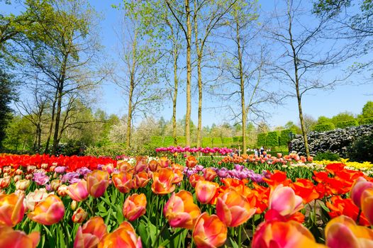 Luxury flower beds of of the Keukenhof, the world's largest flower and tulip garden park in South Holland. One of the most popular destinations in the Netherlands, also known as the Garden of Europe, approximately 7 million flower bulbs are planted annually in the park, which covers an area of 32 hectares (79 acres) and is open for two months.