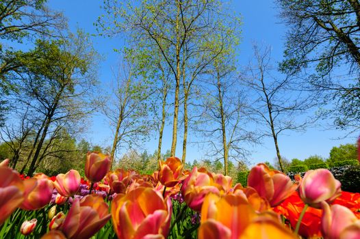 Luxury flower beds of of the Keukenhof, the world's largest flower and tulip garden park in South Holland. One of the most popular destinations in the Netherlands, also known as the Garden of Europe, approximately 7 million flower bulbs are planted annually in the park, which covers an area of 32 hectares (79 acres) and is open for two months.