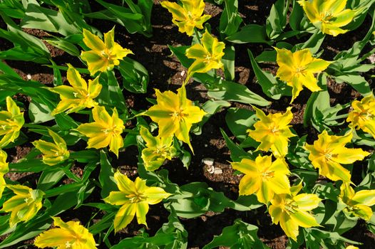 Yellow-green tulips flowerbed shot from above, Keukenhof Gardens in Lisse, Netherlands. Good as background or wallpaper.