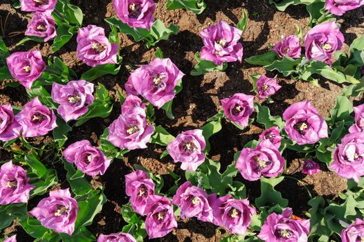 Rose-violet tulips flowerbed shot from above, Keukenhof Gardens in Lisse, Netherlands. Good as background or wallpaper.