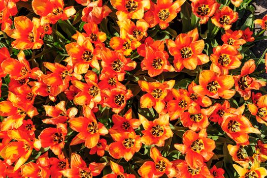 Red-yellow tulips flowerbed shot from above, Keukenhof Gardens in Lisse, Netherlands. Good as background or wallpaper.