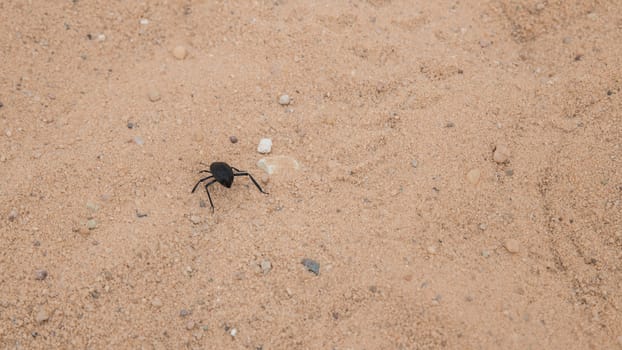insect in the dry desert of the negev desert in israel