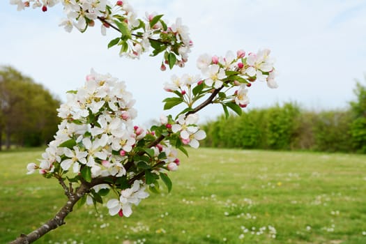 Branch of apple blossom with pretty white flowers against a green meadow lined with verdant trees - copy space