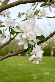 Cluster of white springtime blossom and green leaves on a Red Falstaff apple tree - copy space