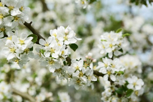 White Malus Rosehip crab apple blossom on a diagonal branch in selective focus against white flowers on the tree