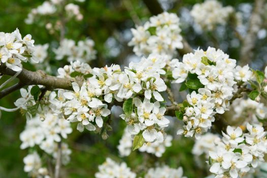 Bright white blossom and verdant foliage of a Malus Rosehip crab apple tree in spring