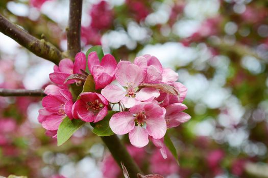 Cluster of pink blossom flowers and green leaves in selective focus on the branch of a Malus Indian Magic crab apple tree