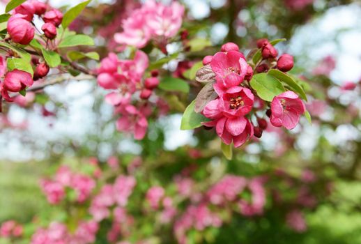 Deep pink blossom flowers in selective focus on a crab apple tree, Malus Indian Magic - copy space