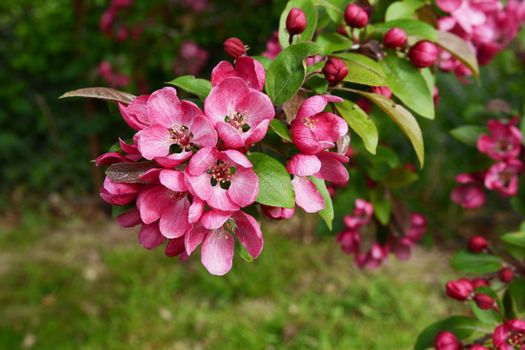 Beautiful deep pink blossom and fresh green leaves on a Malus Indian Magic crab apple tree branch