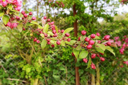 Long tree branch covered with deep pink blossom buds in selective focus against verdant green foliage