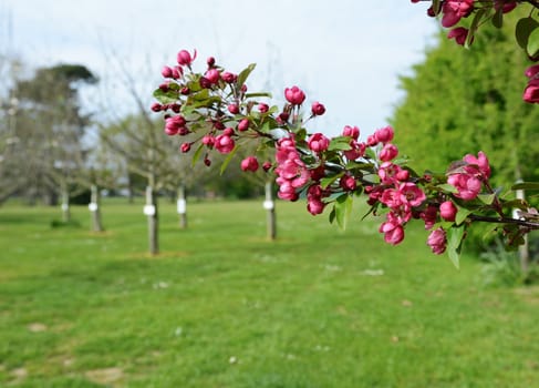 Malus Indian Magic crab apple blossom flowers in selective focus against the background of a small orchard