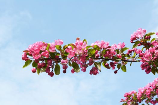 Branch of pink blossom flowers extends against a springtime blue sky; Malus Indian Magic