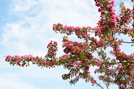 Branches of a crab apple tree covered in abundant deep pink blossom criss-cross against a cloudy blue sky