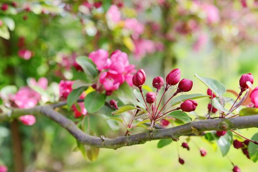 Spray of deep pink blossom buds on the branch of a Malus Indian Magic crab apple tree, against a dappled pink and green background