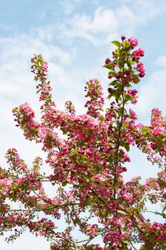 Long branches of a Malus Indian Magic crab apple tree covered in a pretty pink blossom against a light blue sky