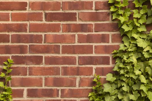 Distresed red brick wall with ivy growing on it