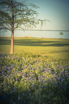 Vintage tone Bluebonnet blossom near lake park in Lewisville, Texas, USA. Beautiful Texas state flower blooming with soft sunset light, row of big trees in background