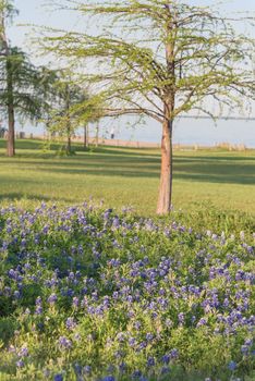 Bluebonnet blossom near lake park in Lewisville, Texas, USA. Beautiful Texas state flower blooming with soft sunset light, row of big trees in background