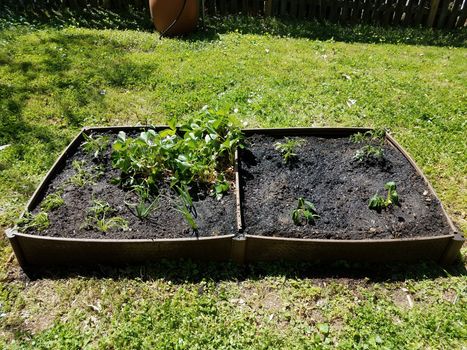 garden with strawberry, tomato, onion, carrot, and squash plants and soil