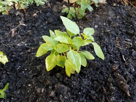 green leaves on basil plant in dirt or soil garden