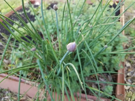 purple flower on green chive or onion plant in dirt or soil in garden