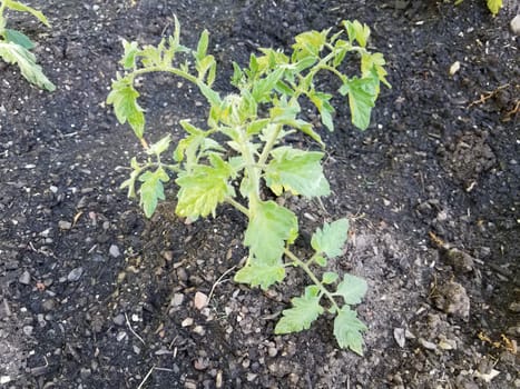green leaves on tomato plant in dirt or soil garden