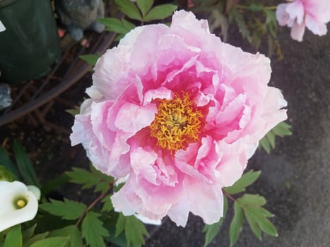 plant with pink and yellow flower blooming and green leaves