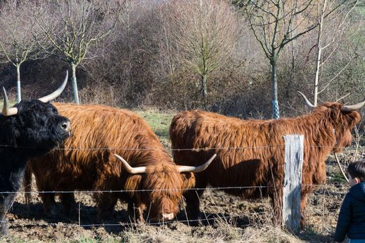   Portrait of a red Scottish highland cattle, sticking out his tongue, cow with long wavy hair and long horns