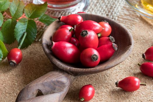 Fresh rose hips on a wooden spoon on a table