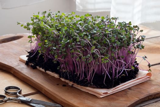 Red cabbage microgreens on a wooden table