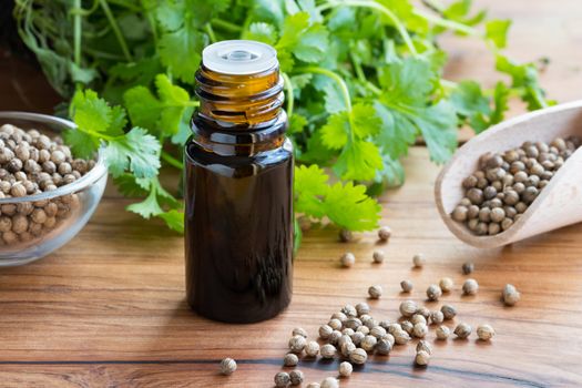 A dark bottle of coriander essential oil with coriander seeds and fresh cilantro leaves in the background