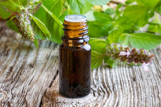 A bottle of essential oil with fresh tulsi, or holy basil