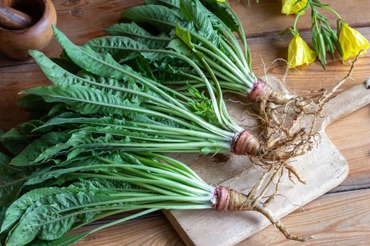 Fresh evening primrose roots with first year rosettes