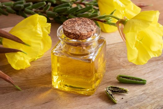 Evening primrose oil with fresh oenothera biennis flowers and seeds