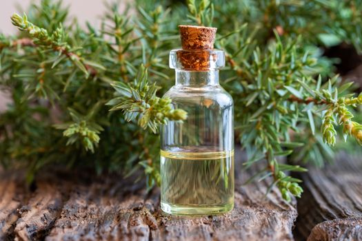A bottle of essential oil with fresh juniper branches