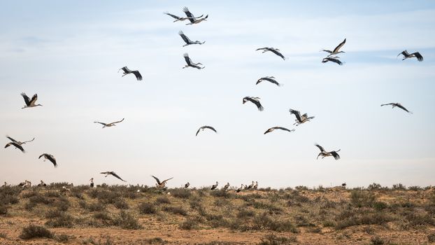 Israel, Negev, a flock of migrating storks fly over a cultivated field. Birds are a major pest to farmers