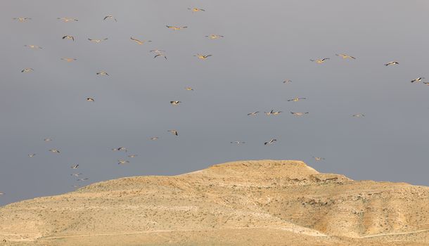 Israel, Negev, a flock of migrating storks fly over a cultivated field. Birds are a major pest to farmers