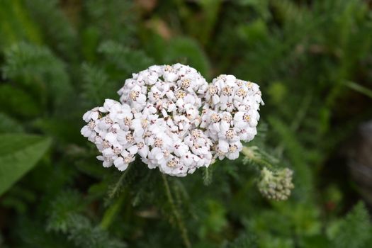 Common Yarrow - Latin name - Achillea millefolium