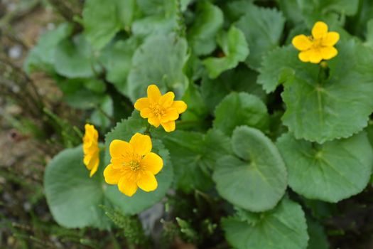 Marsh Marigold - Latin name - Caltha palustris