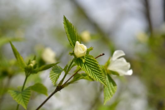 Black jet-bead - Latin name - Rhodotypos scandens