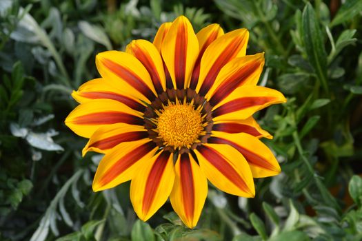 Treasure flower Gazoo series - Latin name - Gazania rigens Gazoo