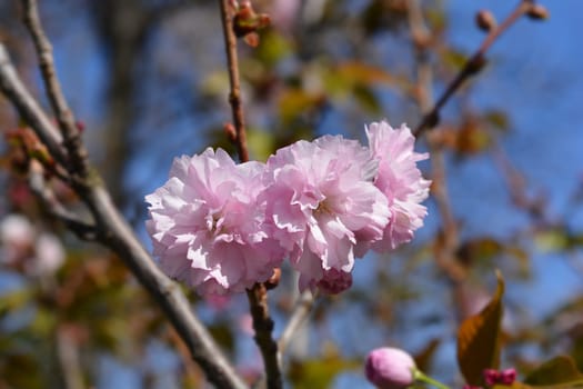 Japanese flowering cherry Kanzan - Latin name - Prunus serrulata Kanzan
