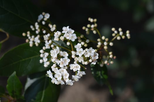 Laurustinus - Latin name - Viburnum tinus