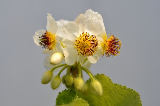 African hemp - Latin name - Sparmannia africana