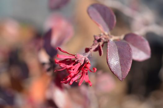 Chinese fringe flower Ever Red - Latin name - Loropetalum chinense Ever Red (Loropetalum chinense Chang Nian Hong)