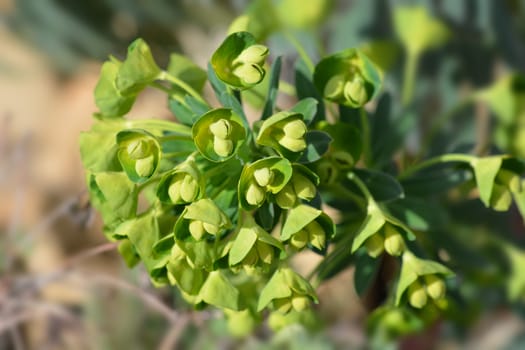 Wulfens spurge - Latin name - Euphorbia characias subsp. wulfenii