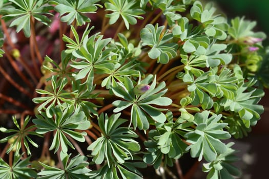 Chilean oxalis - Latin name - Oxalis adenophylla